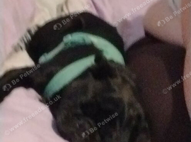 Pug