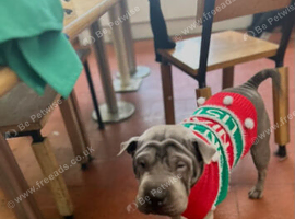 Blue sharpei