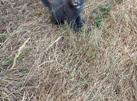 British short hair kittens