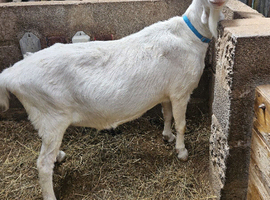 Friendly Saanen female pet goat