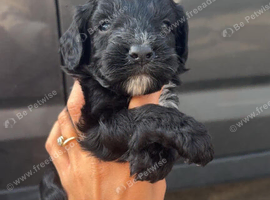 Ready to go now cockapoo puppies