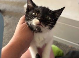 8 weeks old kittens