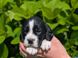 Spreagle pups (Sprocker x Beagle)