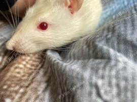 2 male rats