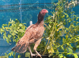 Aseel hen