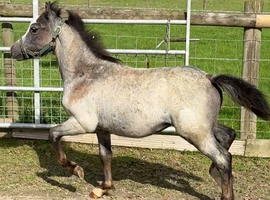 Smart Section A colt foal