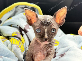 Male black-and-white (bicolor) Sphynx kitten with blue eyes