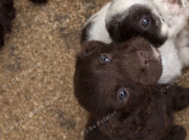 Cocker spaniel puppy&rsquo;s