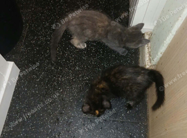 It's 4 beautiful kittens ready for A. Rehoming, on the 20th of this month.