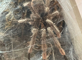 Trinidad olive tarantula