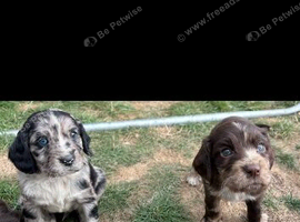 Cocker spaniel puppies