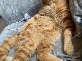 Ginger małe