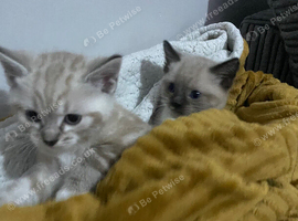 Stunning Blue-Eyed Lynx Point & Seal Point Cross Kittens