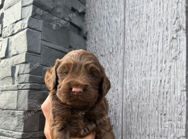 Working cocker spaniel puppy's