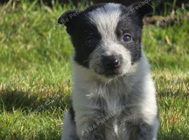 1 Boy Border Collie Pups left ready 10th October