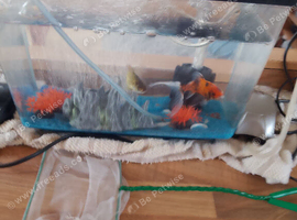 Goldfish male and female