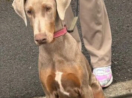 DOBERMAN PUPPY