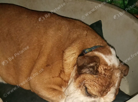Female English Bulldog