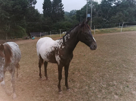 Filly apploosa for sale