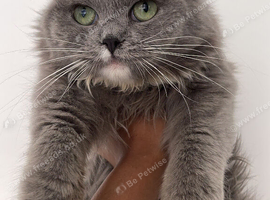 persian