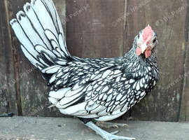 Silver sebright cock