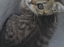 British shorthair Ready to leave