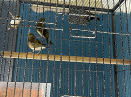 Goldfinch mule