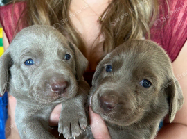Long & Short Haired Weimaraner KC Reg