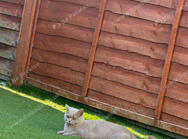 Beautiful 9-Month-Old Cat Looking for a Loving Home