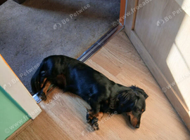 Dachshunt puppys 2 boy 1 girl