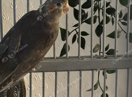 Young 3 Cockatiels