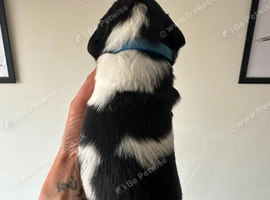 Gorgeous KC reg B&W Springer spaniel pups left
