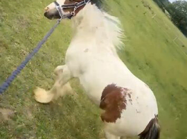 Filly cob
