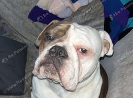 Old english bulldog