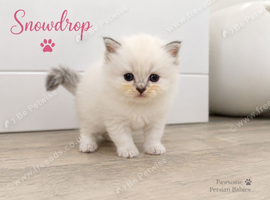 Absolutely beautiful Persian/ragdoll Kittens Persian