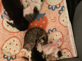 Kittens