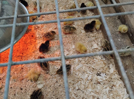 Quail  chicks