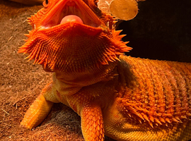 Red Morph Bearded Dragon