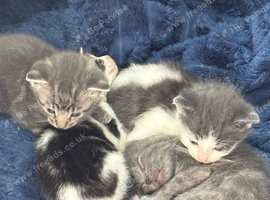 Kittens For Sale &ndash; Ready Soon
