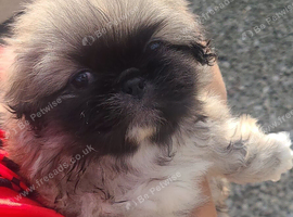3 Pekingeses Puppies