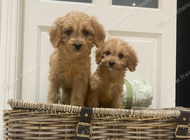 Cavapoo