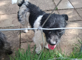 Scruff patterdale cross highland terrier