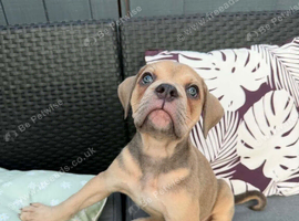 Old English bulldog