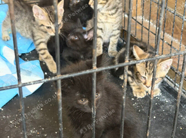 Beautiful kittens