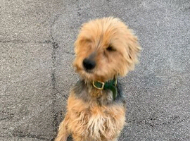 Yorkshire terrier rehoming