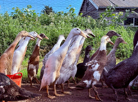 Indian Runner Ducklings