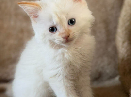 Ragdoll x