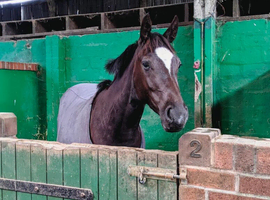 Forever home for a superstar pony