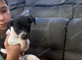 Beautiful Jack Russel pups (only two boys left )