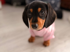 Female dachshund 12 weeks old